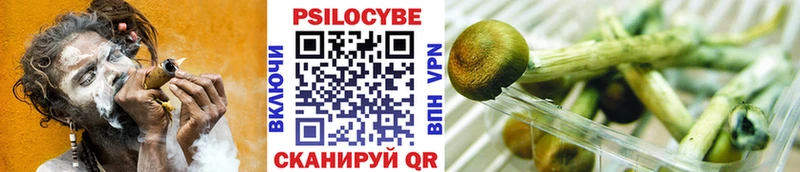 Псилоцибиновые грибы Psilocybine cubensis дарк нет как зайти Тара